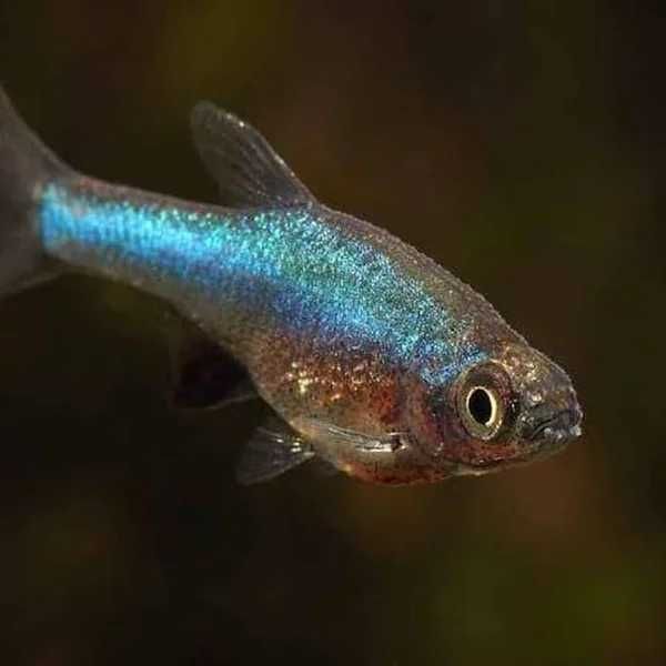 Razbora Axelroda BLUE - Sundadanio axelrodi - Rasbora - dowóz