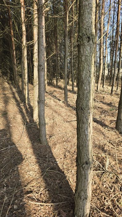 Stemple budowlane drewniane