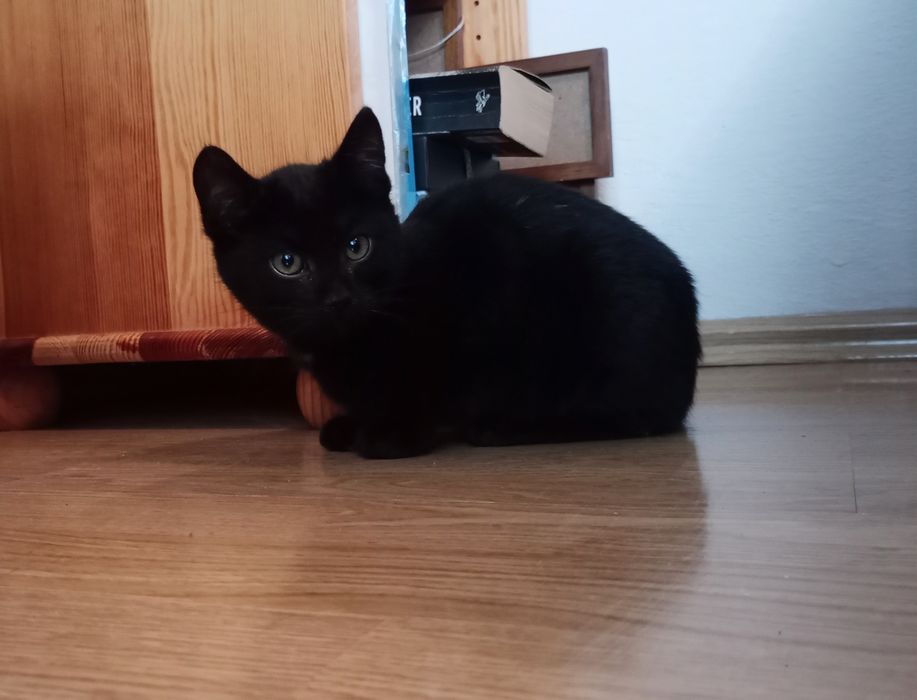 Mały kotek do oddania w dobre ręce