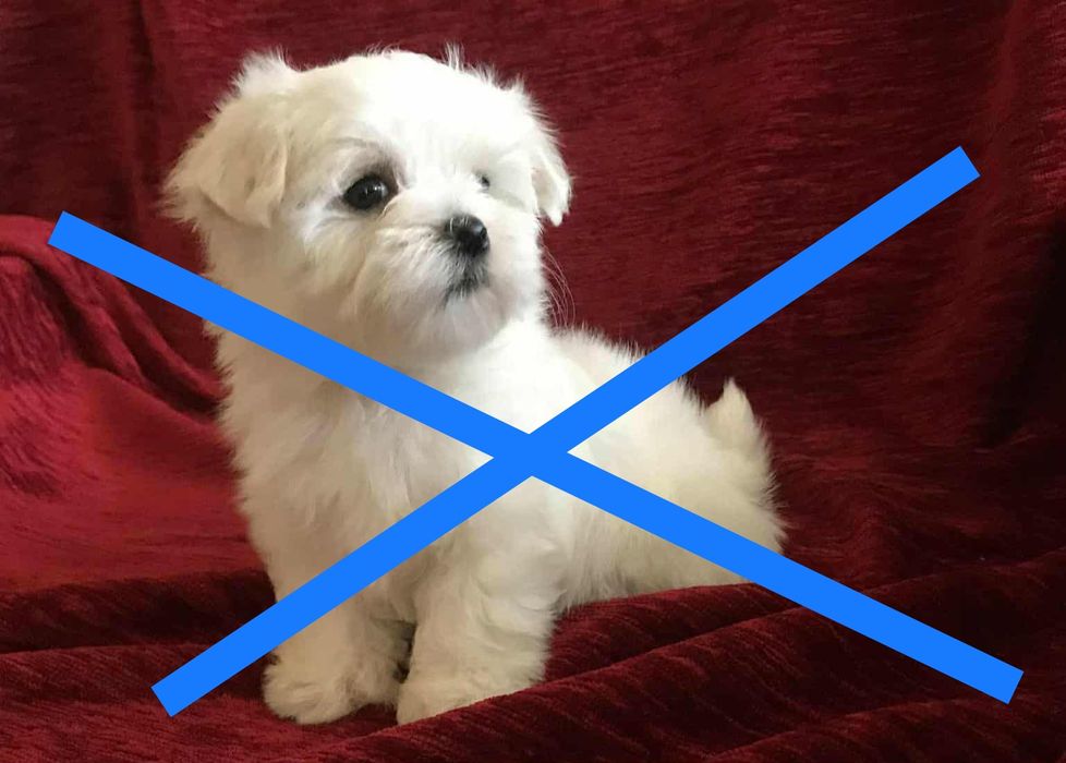 MALTAŃCZYK szczeniak - suczka