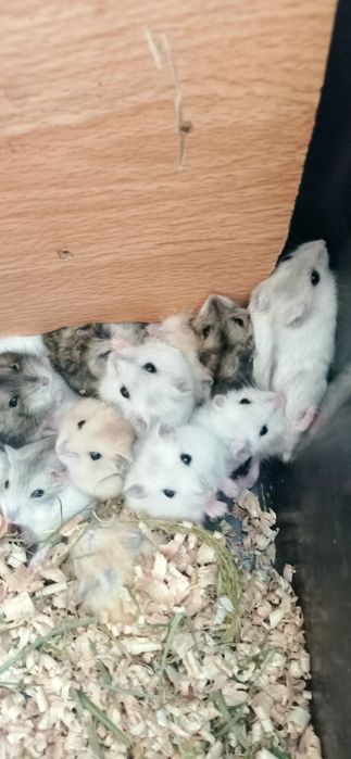 карликові хомячки