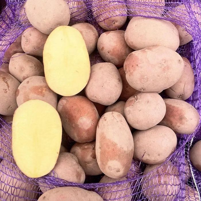 Картопля домашня, сорт Беллароса і Пікасо