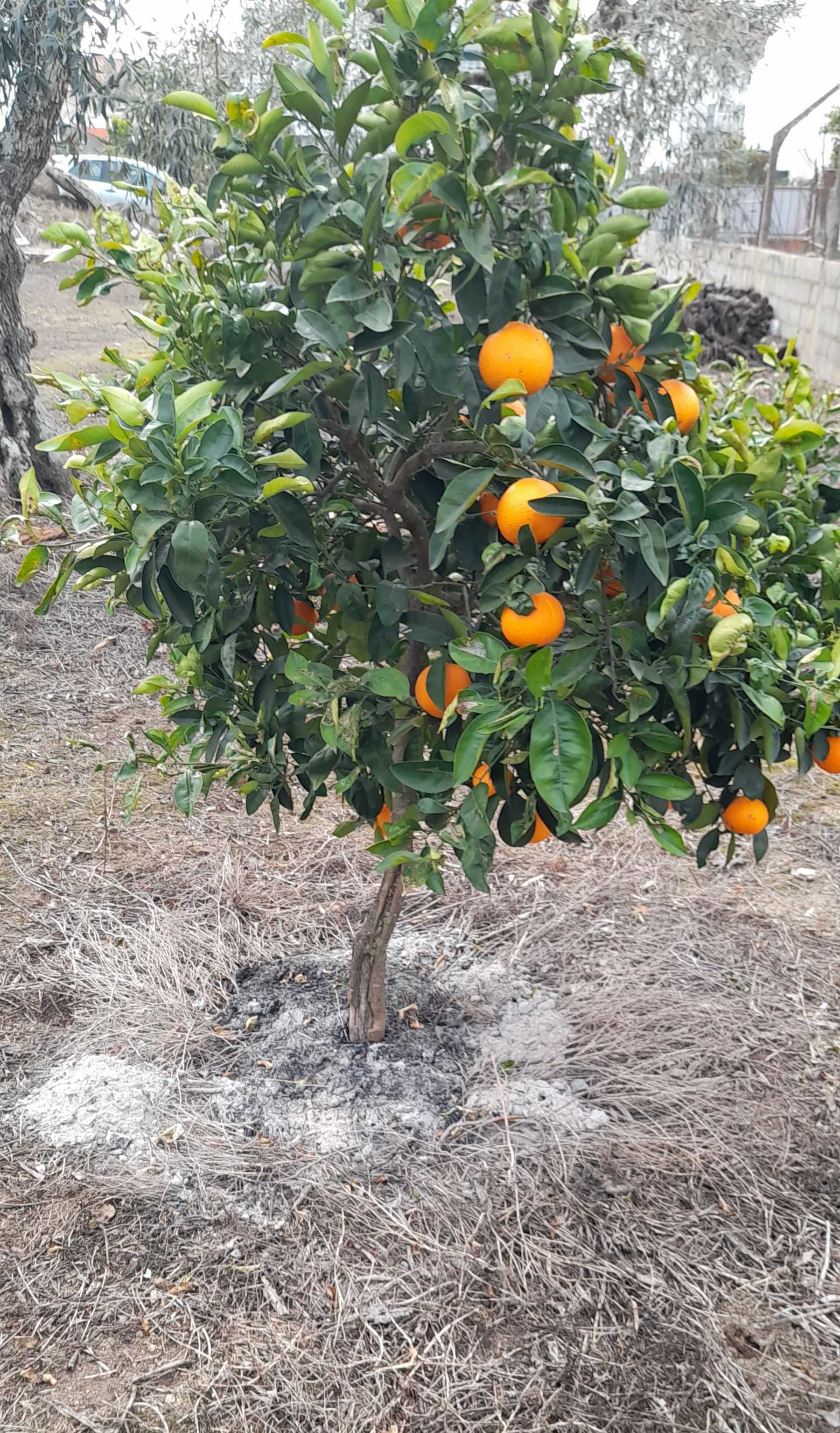 2 lotes de terreno em Castelo Branco (Oportunidade)