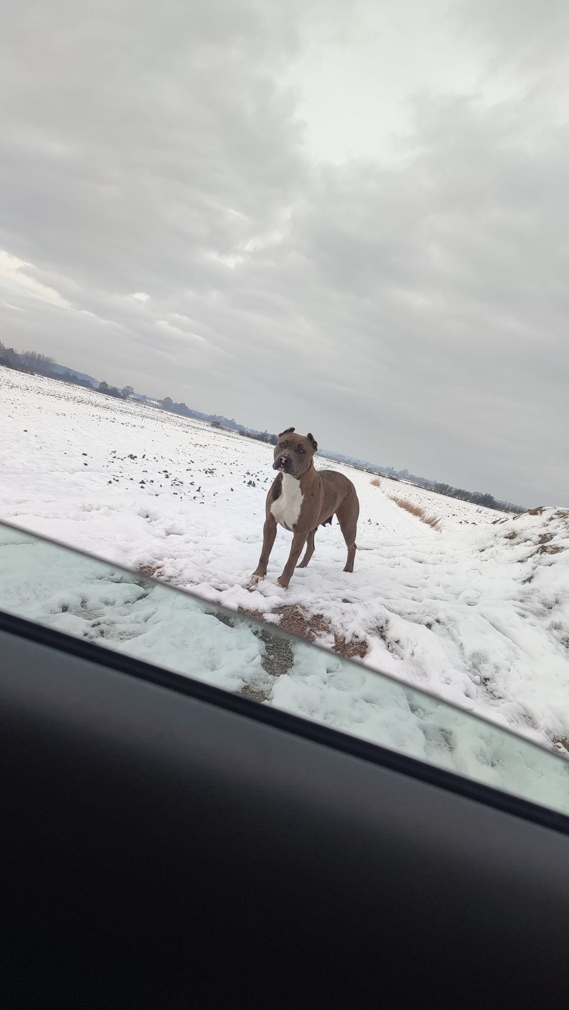 American Staffordshire Terrier piesek Amstaff blue fawn