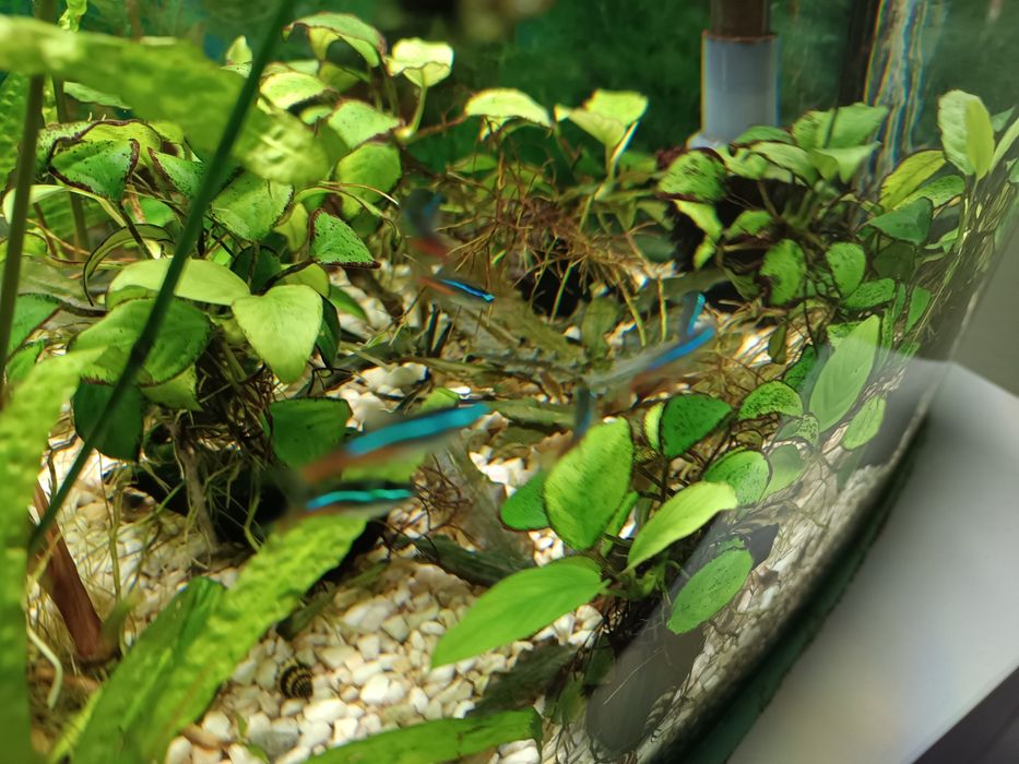 Kryptokoryna brązowa