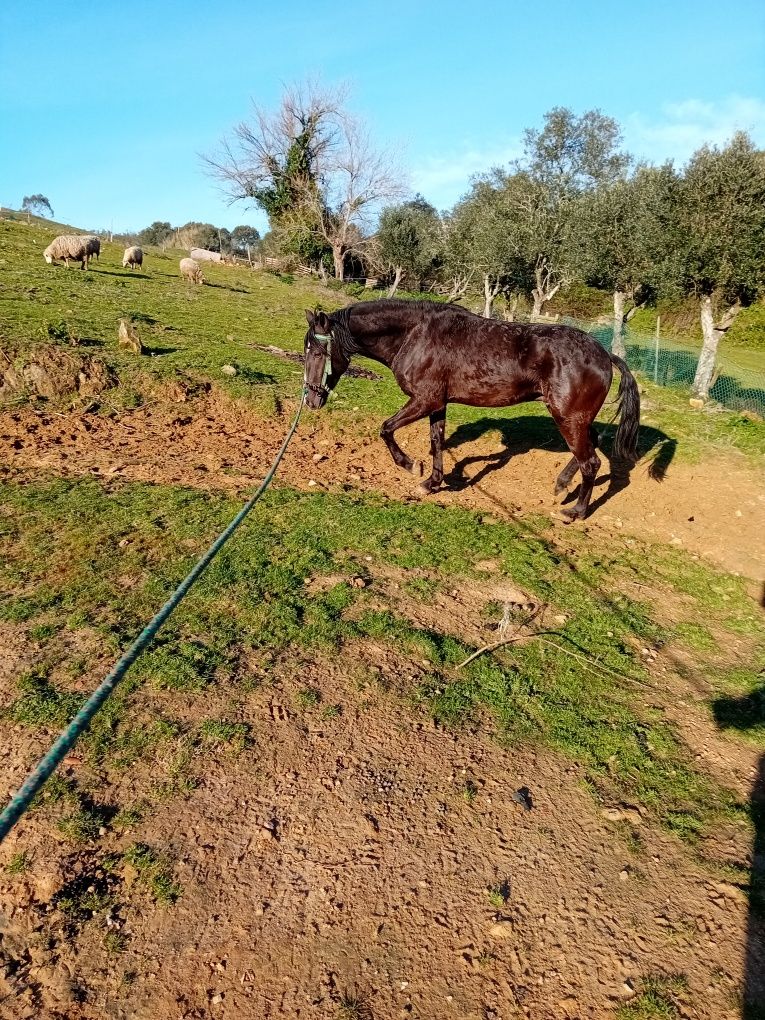 Vendo poldro manso