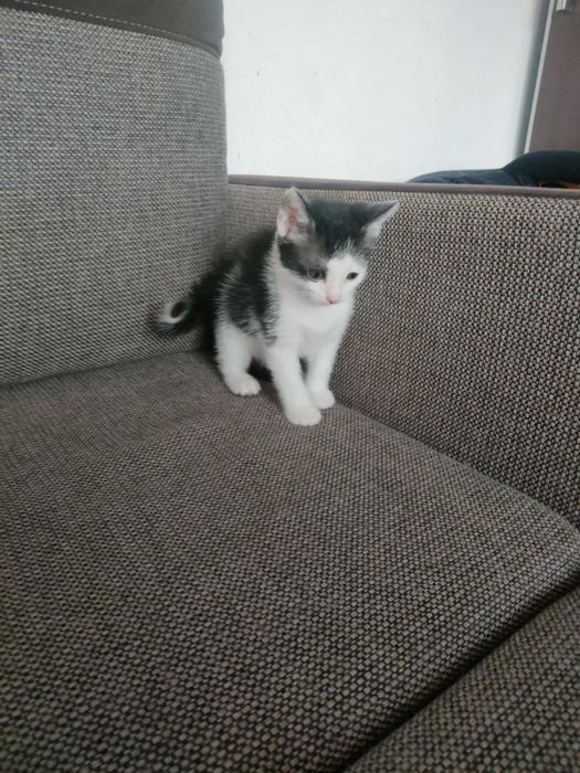 Oddam kocięta w dobre ręce