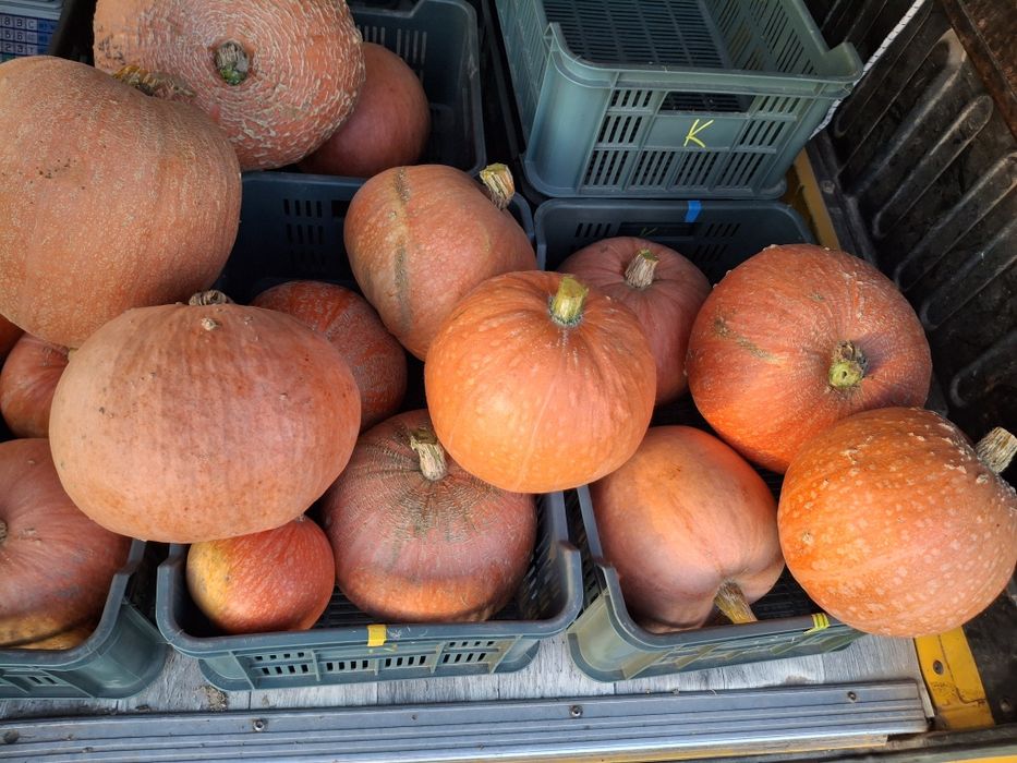 Sprzedam dynie, różne rozmiary 1 zl kg