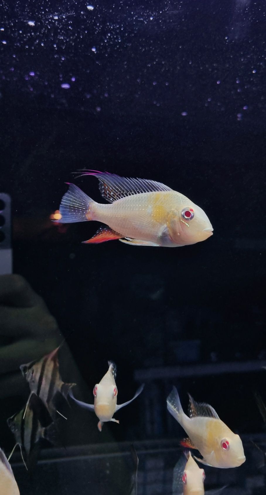 Acarichthys heckelii albiono/ ziemiojad albinos