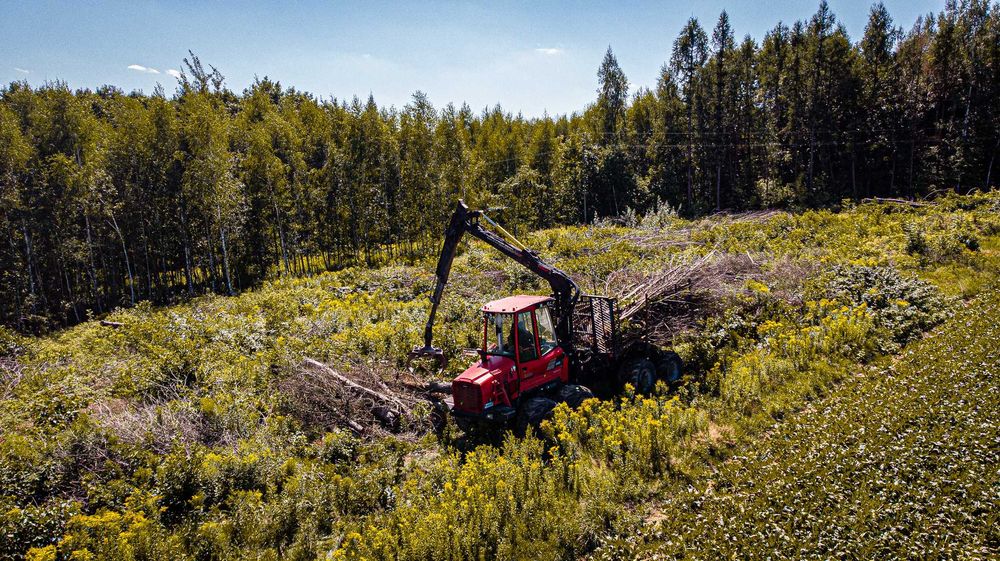 Wycinka Drzew, Mulczowanie, Frezowanie, Karczowanie