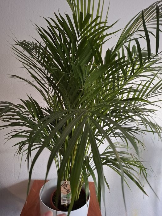 PALMA  ARECA (roślina doniczkowa)