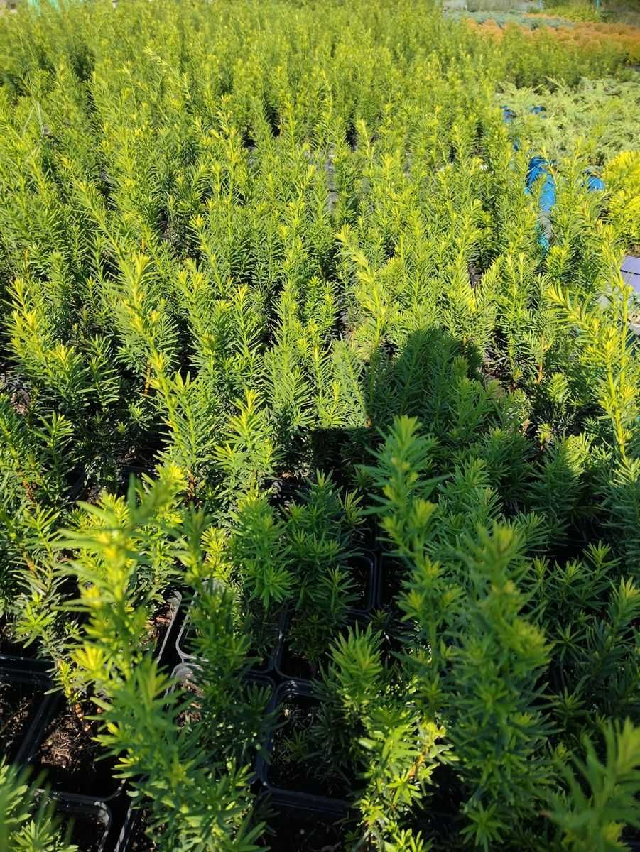 Cis pośredni 'Hicksii'