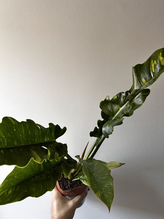 Philodendron Ring of Fire