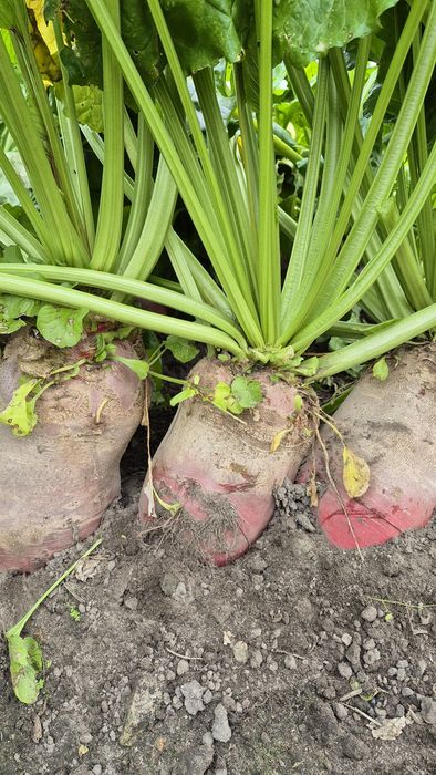 Buraki pastewne 70gr/kg