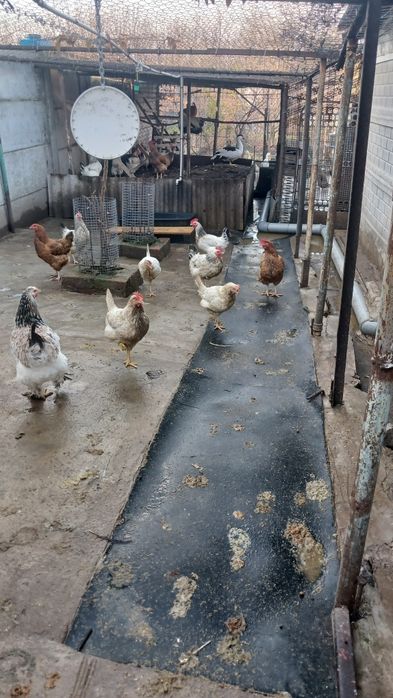 Куры домашние (несушки)