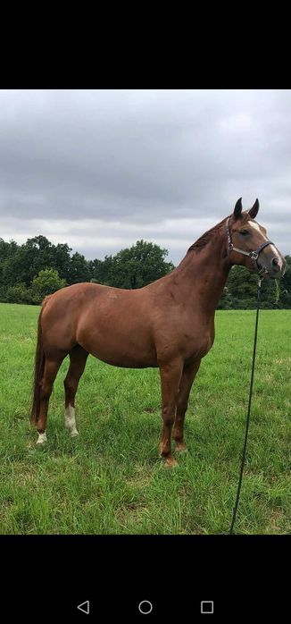 Sprzedam źrebną klacz kasztanowatą