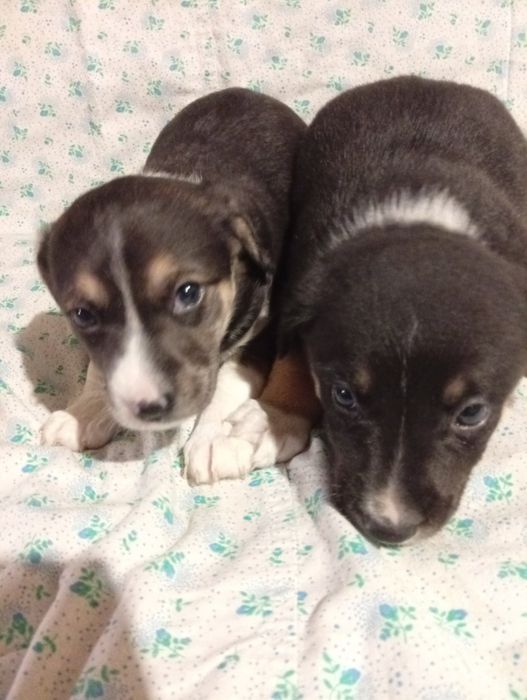 Цуцики Джек Рассел Тер'єр