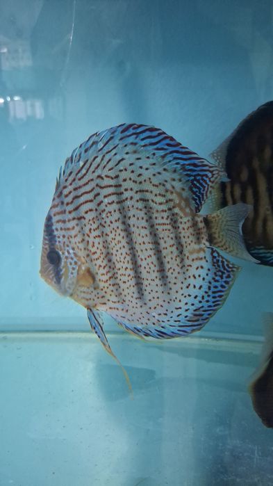 Discu Red spotted Green