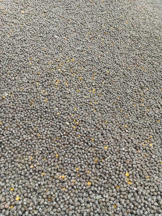 Łubin wąskolistny gorzki