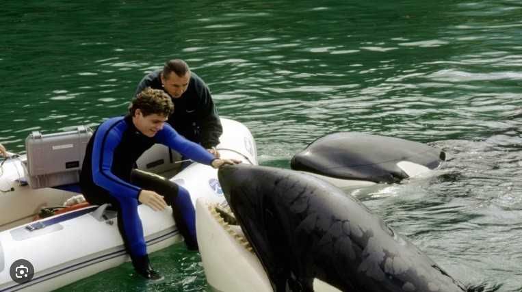 Trilogia LIBERTEM WILLY (Free Willy) Até onde irás por um Amigo?