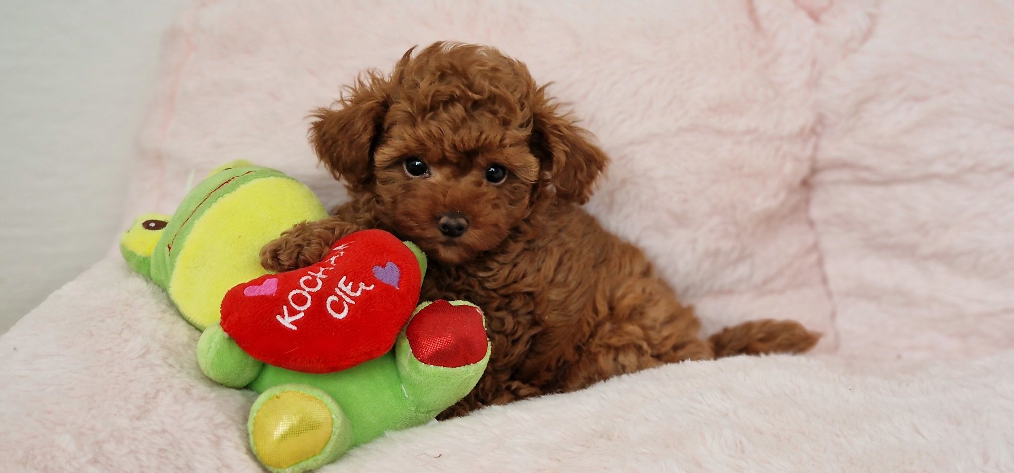 Pudel toy,  red-brown,  suczka