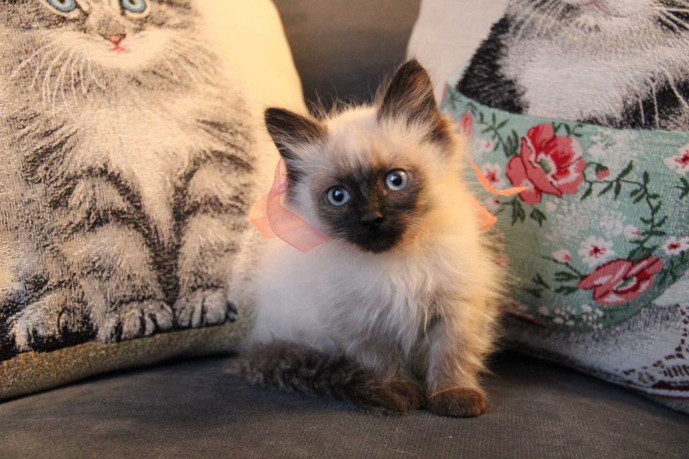 kotka syberyjska Neva Masquarade