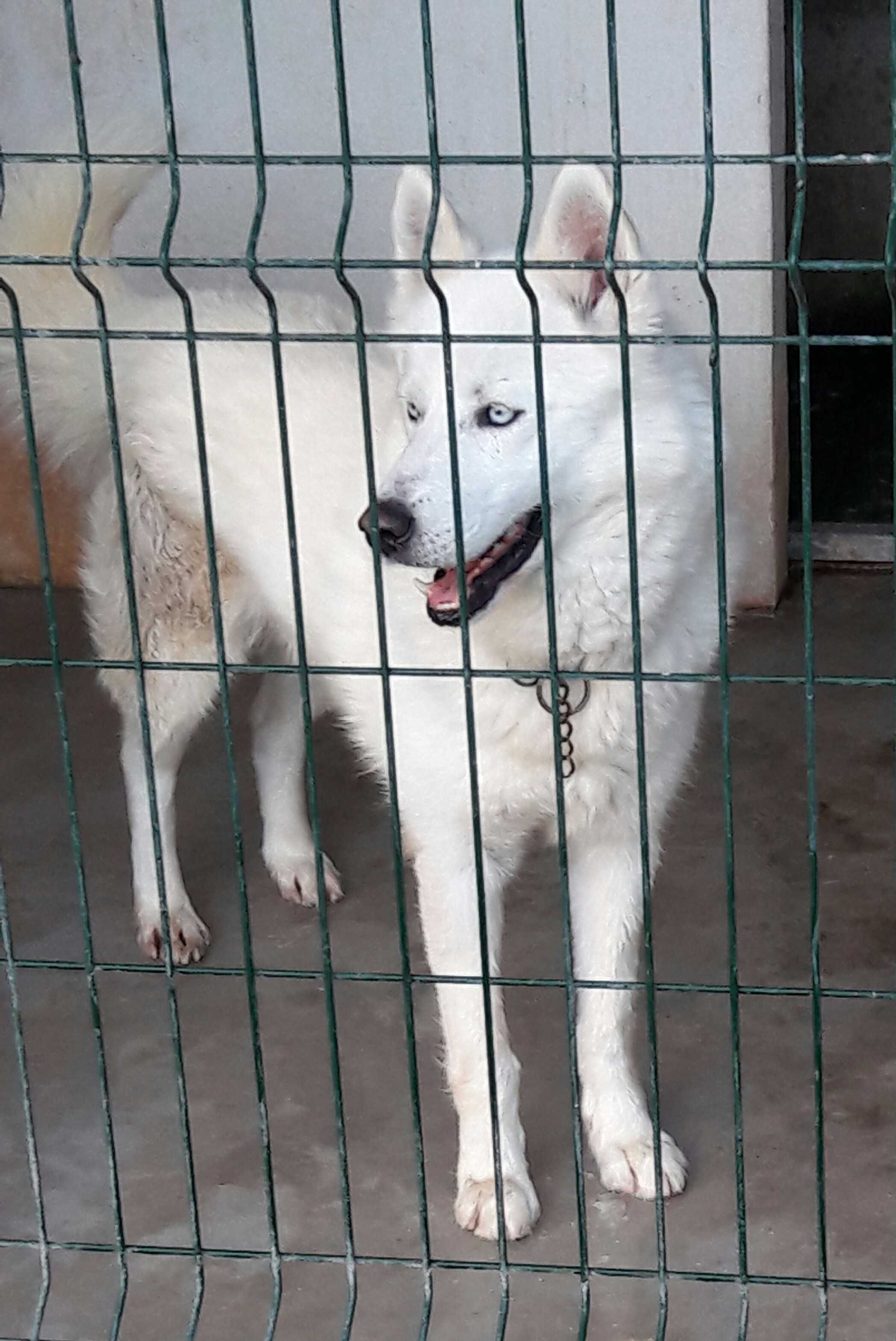 Husky Siberiano Fêmea