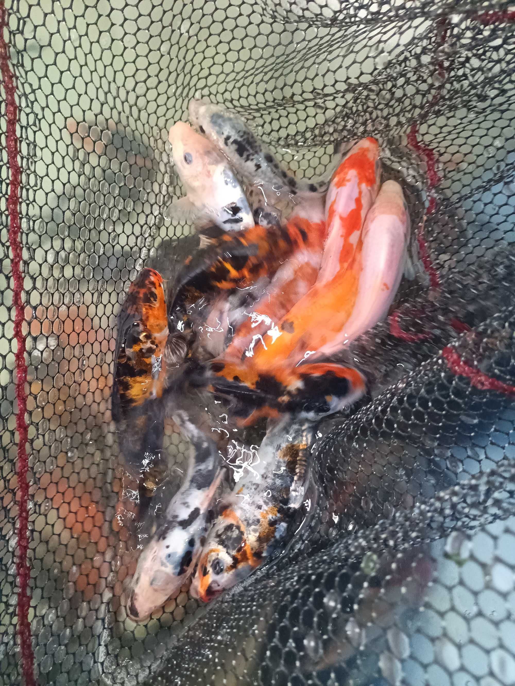 Karp Koi 20 - 30+ cm