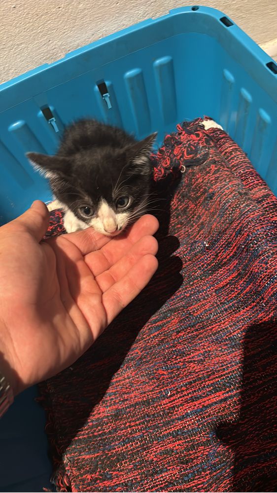 Gatos para adoção