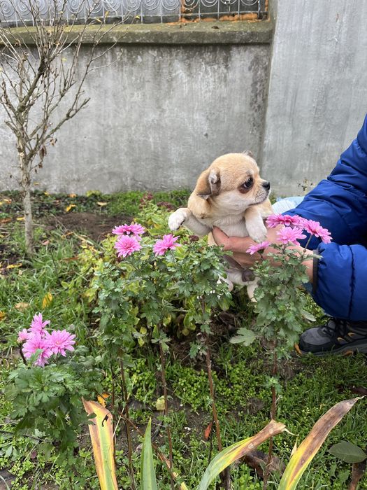 Чіхуахуа дівчинка