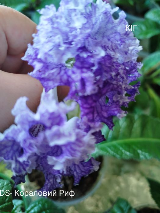 Стрептокарпуси(дітки)