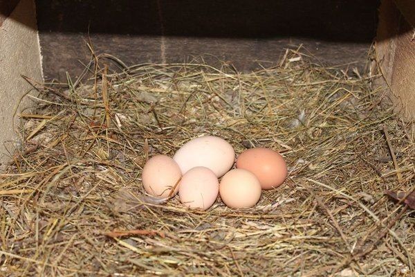 Борцовская барвистая ,яйца для инкубации