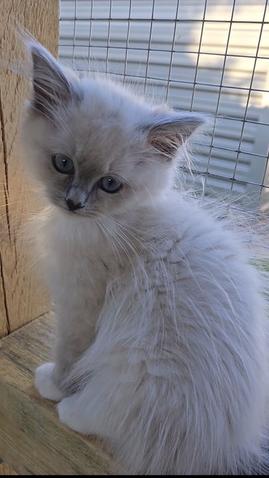 Kocurek Ragdoll Julek Na Kujawach*PLL