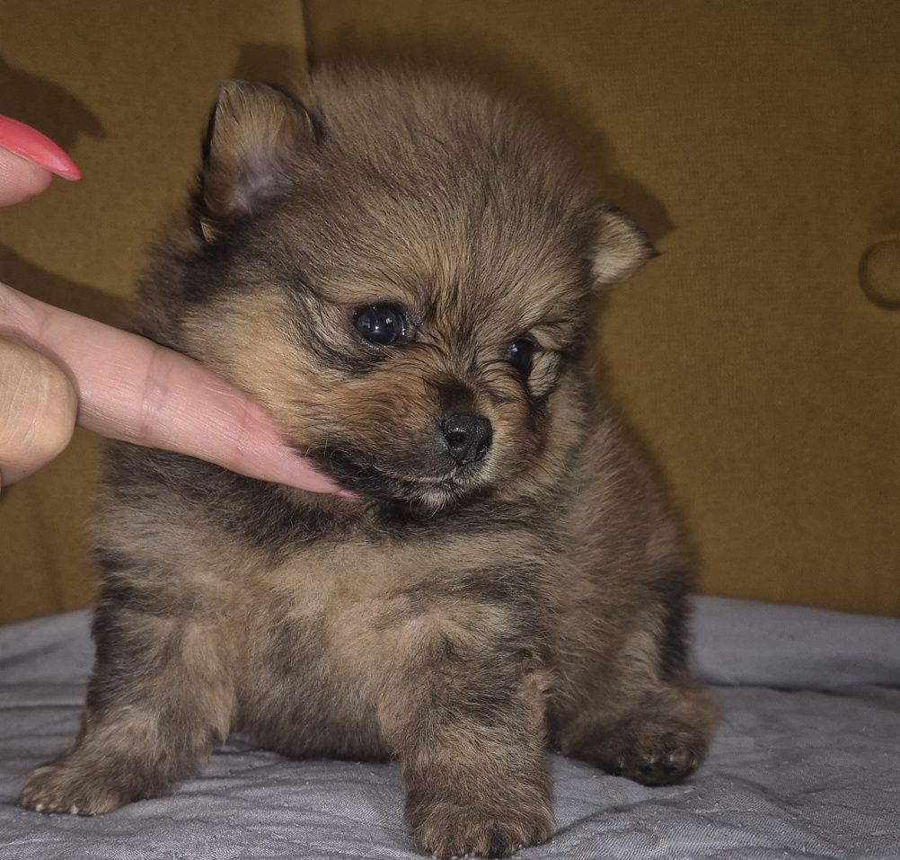 Szpic miniaturowy  piesek