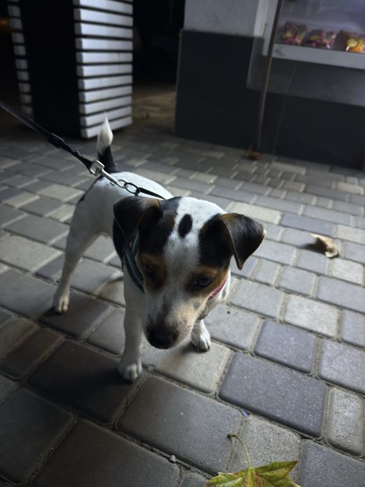 Чистокровный джек расл ждем ваших девочек для него