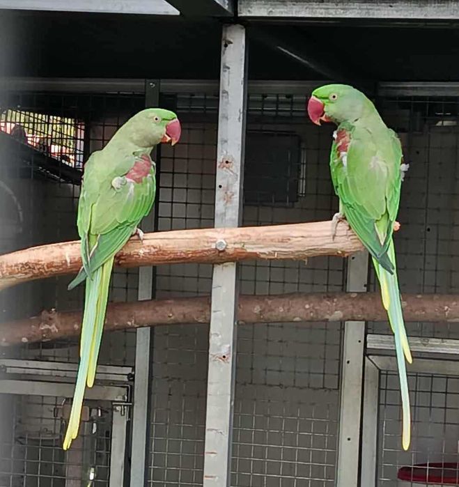 Derbianas e Alexandrinos