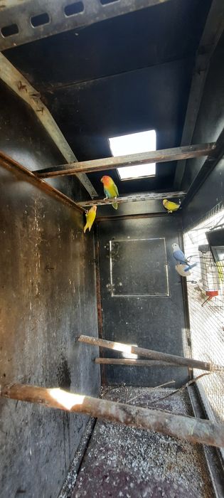 Agarponis Roseicollis