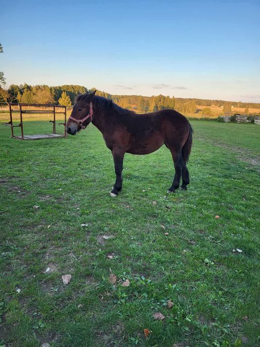 Koń, konie, źrebaki zimnokrwiste