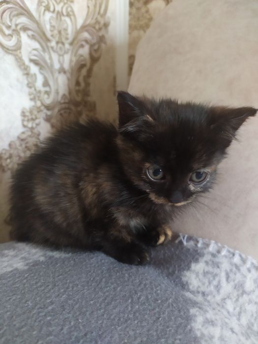 Котенок в хорошую семью