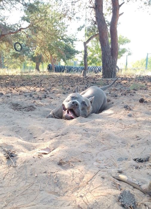 В'язка собак безкоштовно