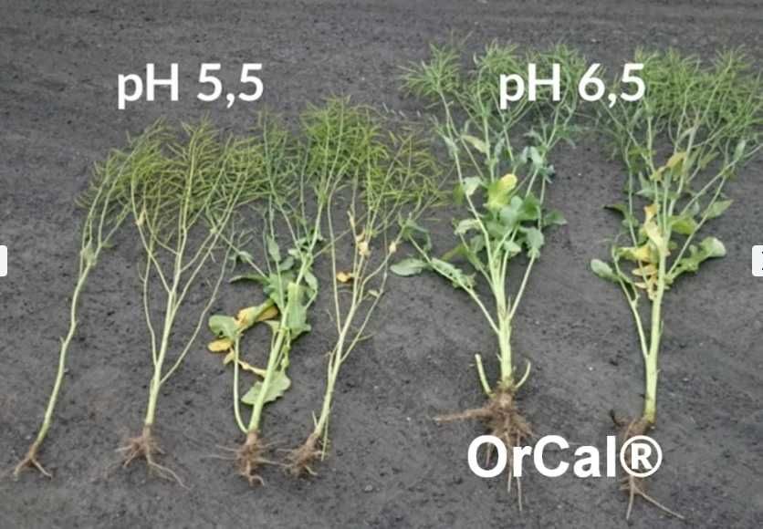 Oryginalny OrCal aktywny hydrat wapnia, wapno, nawóz, NAJLEPSZA CENA!!