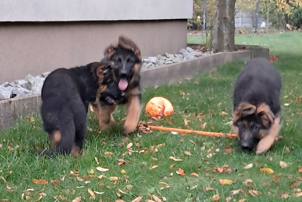 Owczarek niemiecki krótkowłosy fci