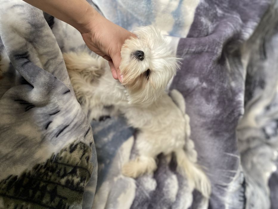 Корейский Мальтезе — мини мальчик класса люкс!