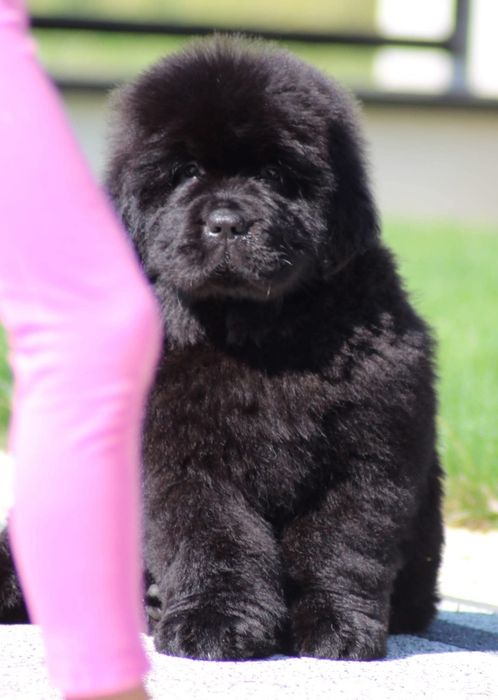 Nowofundlad szczenięta ZKwP FCI