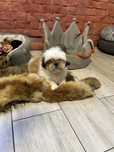 Shih Tzu z rodowodem