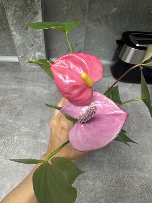 Антуріум колорадо, лівіум, каваллі, блек паріж, хот ліпс