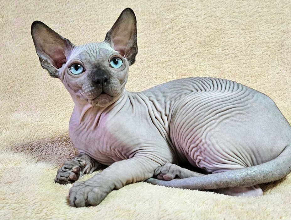 Хлопчик на ім"я Принц порода Ельф