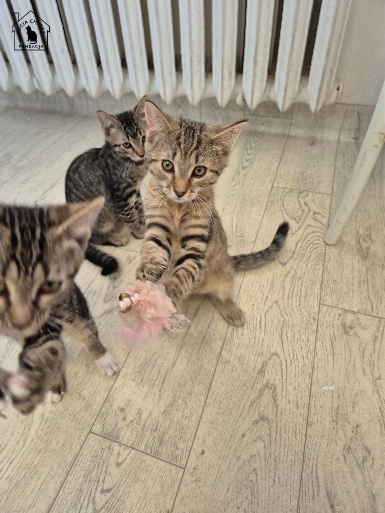Kot, kotek, kociak Leoś