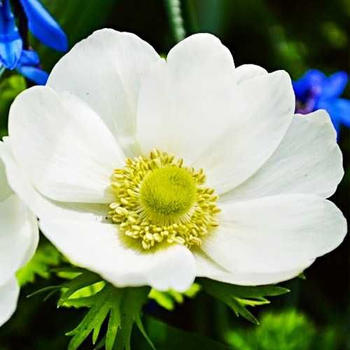 Анемони корончаті-квіти весни