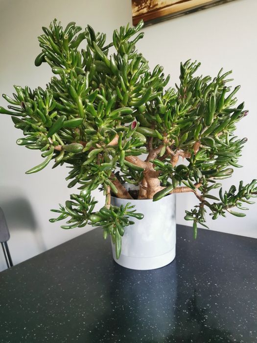 Ogromne drzewko uszy szreka crassula ovata